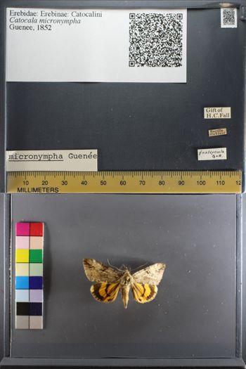 Media type: image;   Entomology 753596
